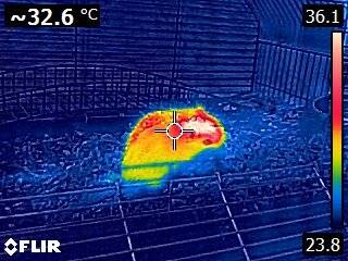 A FLIR image of Rex in his cage. What energy efficiency lessons can he teach us?