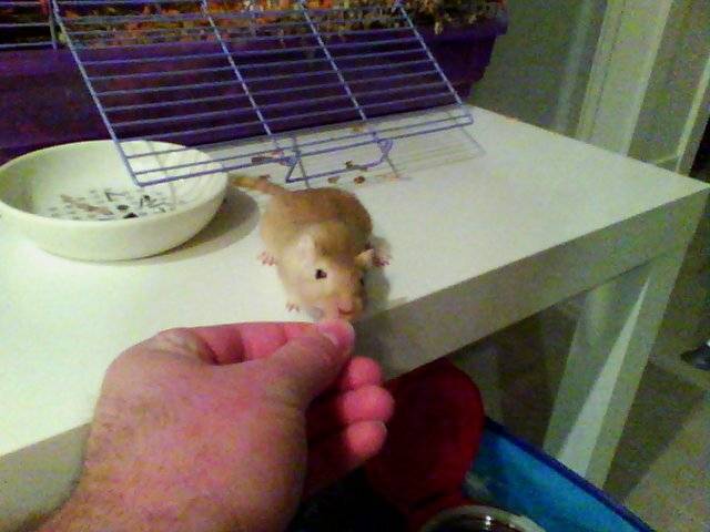 Image of Rex the gerbil eating a sunflower seed.